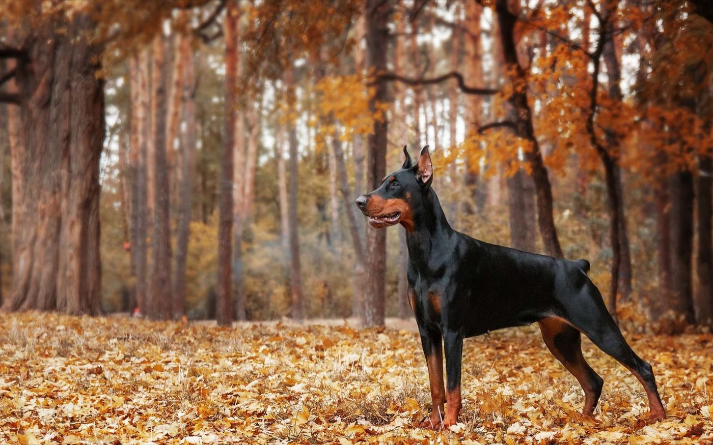 Dobermann noir et feu debout dans une forêt en automne